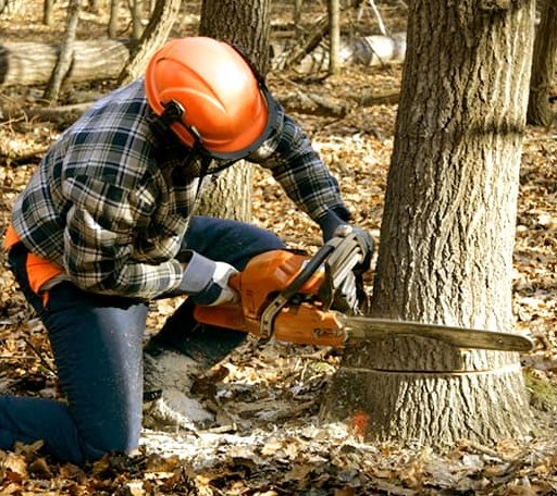 Tree Removal in Milford, IA